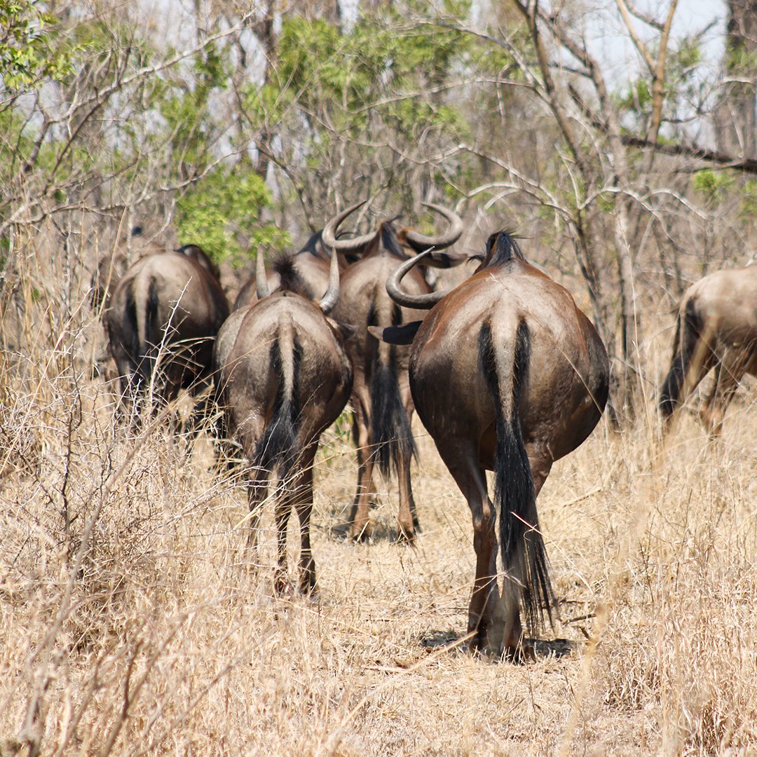 ShutterVista's tweet image. Nothing beats the quiet drama of the African bush: blue wildebeest strolling through the bush, ears flicking. Pure wilderness therapy. 

#Photography #PhotoOfTheDay #NaturePhotography