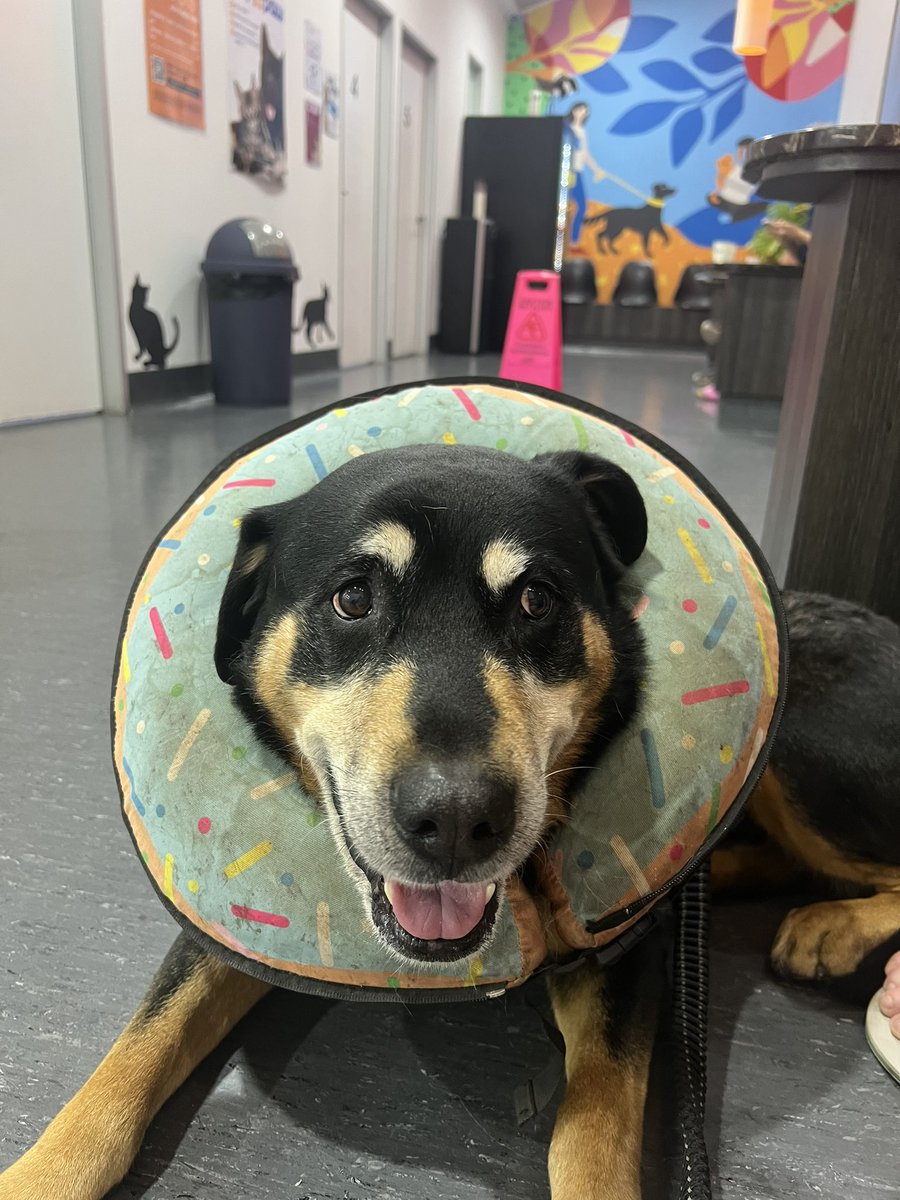 MaisyRose02's tweet photo. this is NOT my usual content… but this is Boof! 
he is a very sweet and very sick boy in urgent need of surgery to remove a large growth that was neglected!! 

any little bit will help get this sweet boy back in top shape 🥹

https://t.co/V45Hr7K7Nk https://t.co/eTx7JE1nr9