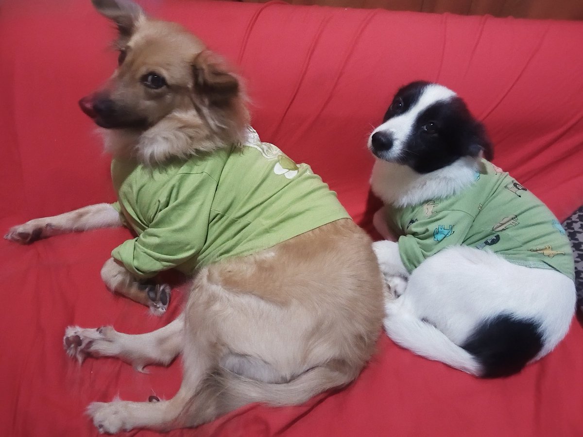 Do you know why God didn't allow our pets to speak?
To remind us that love and loyalty are shown through actions not promises.😊
#doglover #dog #ilovedog