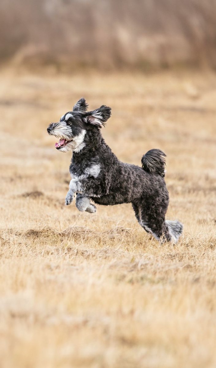 我家のアイドルです、スマホの壁紙用に縦構図にしまうま