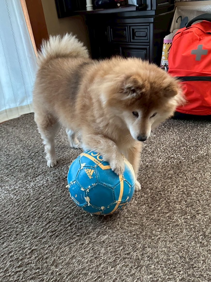 こんにち🐶 お気に入りのぼろぼろのボール😅