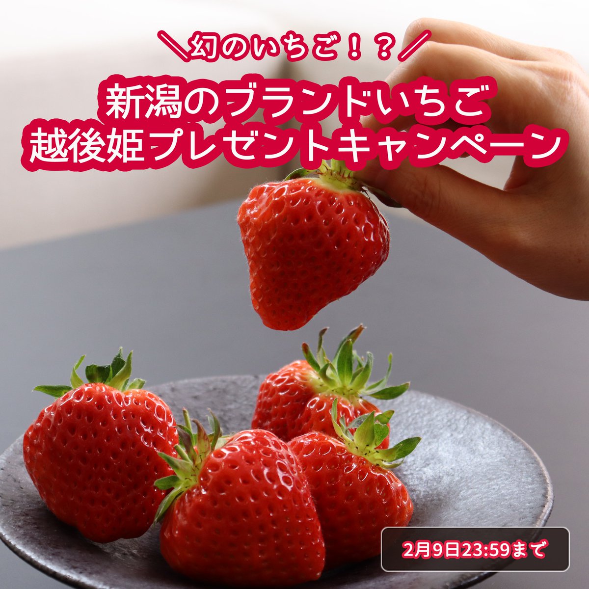 umasaniigata's tweet photo. ／
新潟のブランドいちご🍓
越後姫プレゼントキャンペーン
＼

いよいよ、越後姫の収穫シーズンが始まりました🥰
甘くてジューシーな越後姫(1パック)を抽選で5名様にプレゼント🎁

【応募方法】フォロー＆RP
【締切】2月9日

越後姫の詳細はこちら
👉https://t.co/gqWxxUUSxr

#懸賞 #新潟 https://t.co/bg10zeuyAm