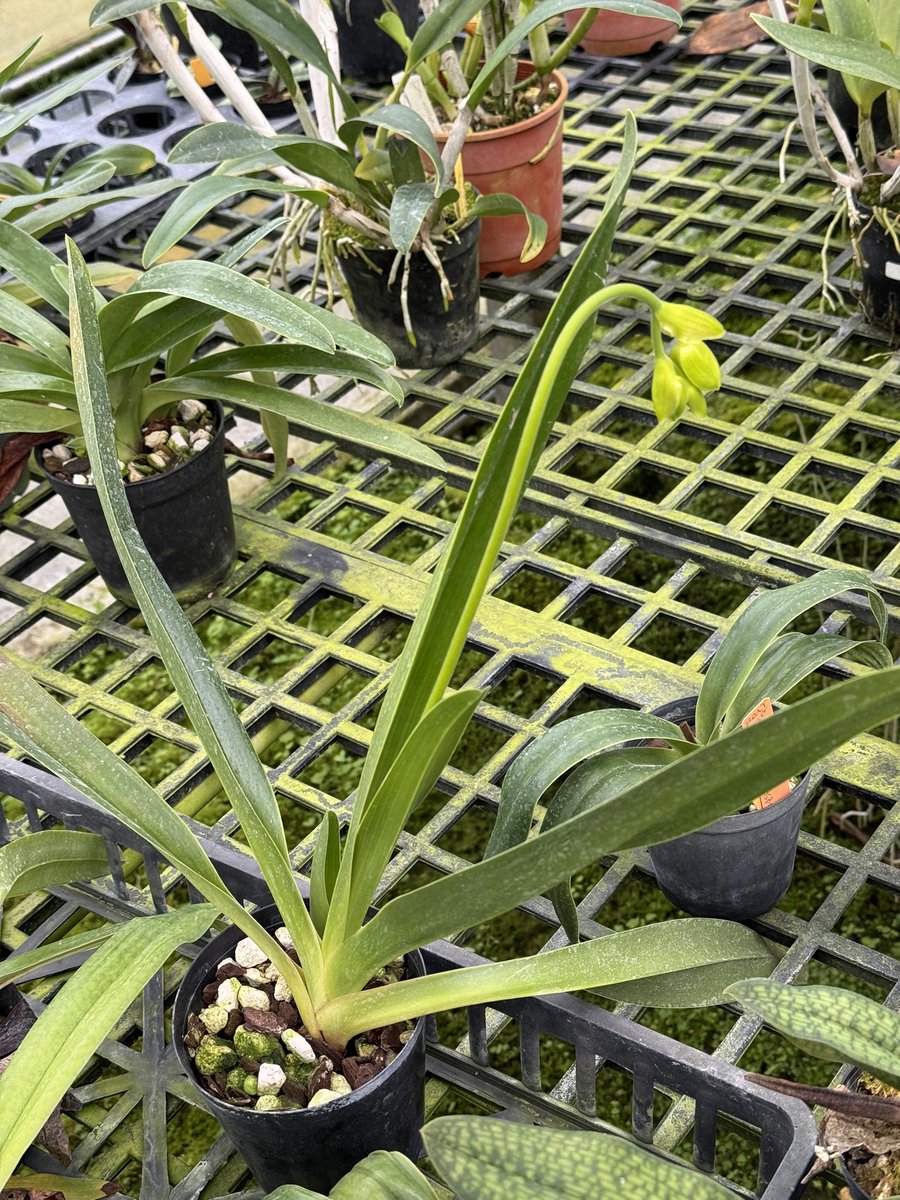 Paph. lowii fma. album