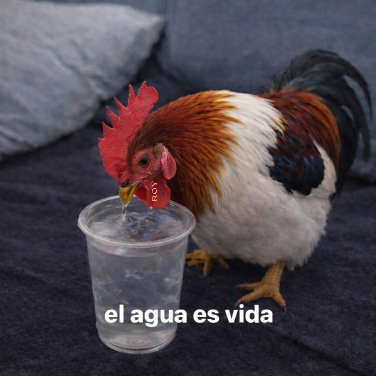 Yo después de sentir 2 punzadas en el riñón: