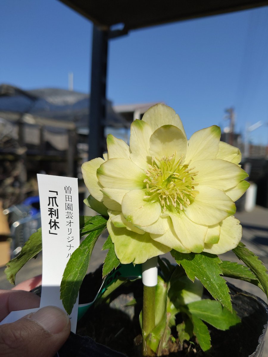 ガーデンセンター八千代店】 ✨クリスマスローズ入荷情報✨ #曽田園芸