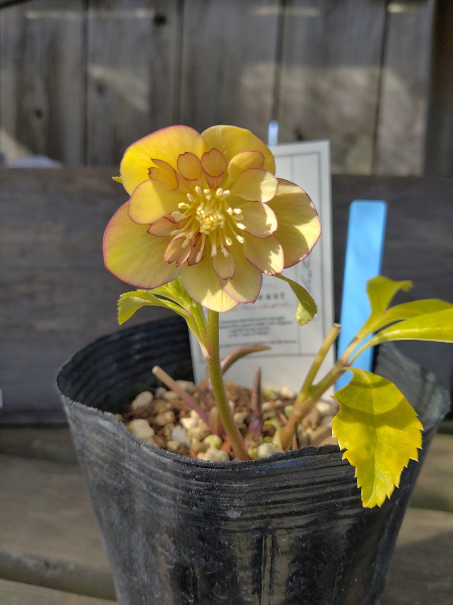 ガーデンセンター八千代店】 ✨クリスマスローズ入荷情報✨ #高橋育苗