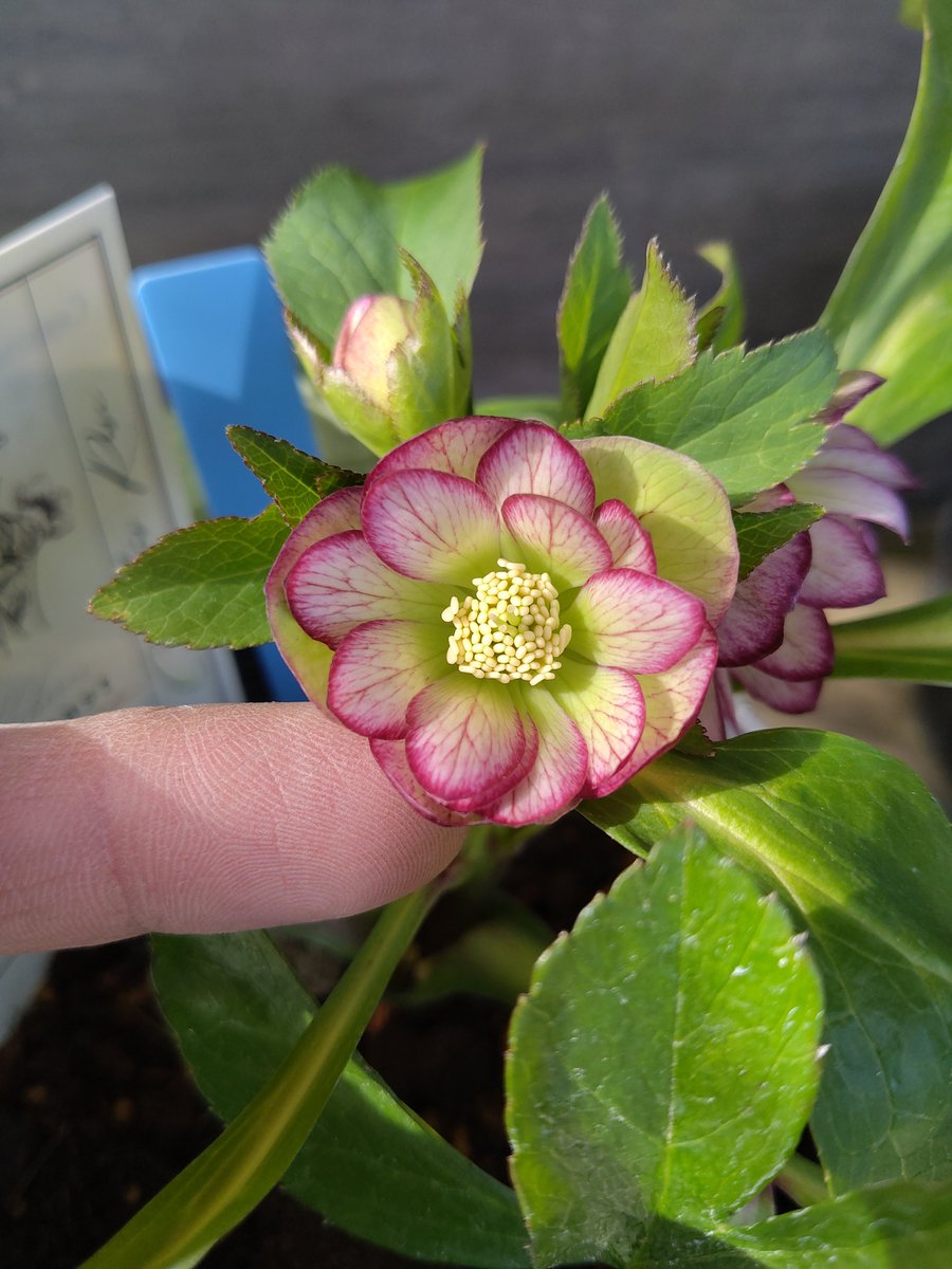 ガーデンセンター八千代店】 ✨クリスマスローズ入荷情報✨ #高橋育苗