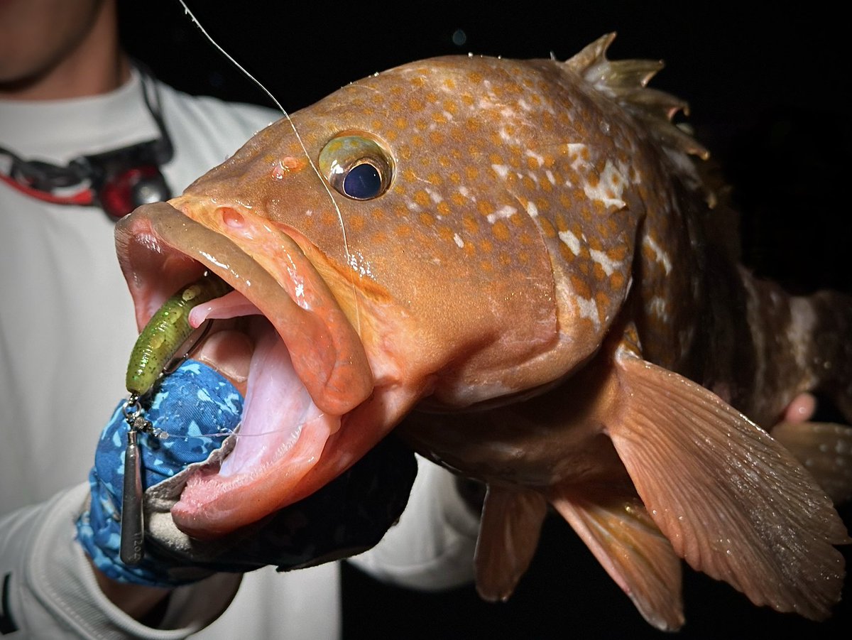 どぶろー (@doburo78) / Posts / X