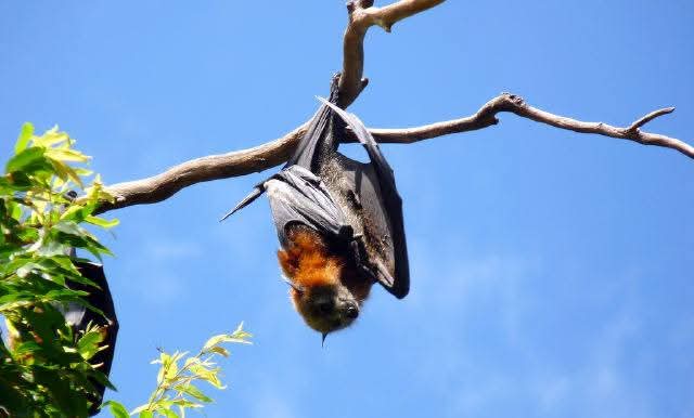 mextrexy's tweet image. 🤎
#caosvima
#FlyingFox