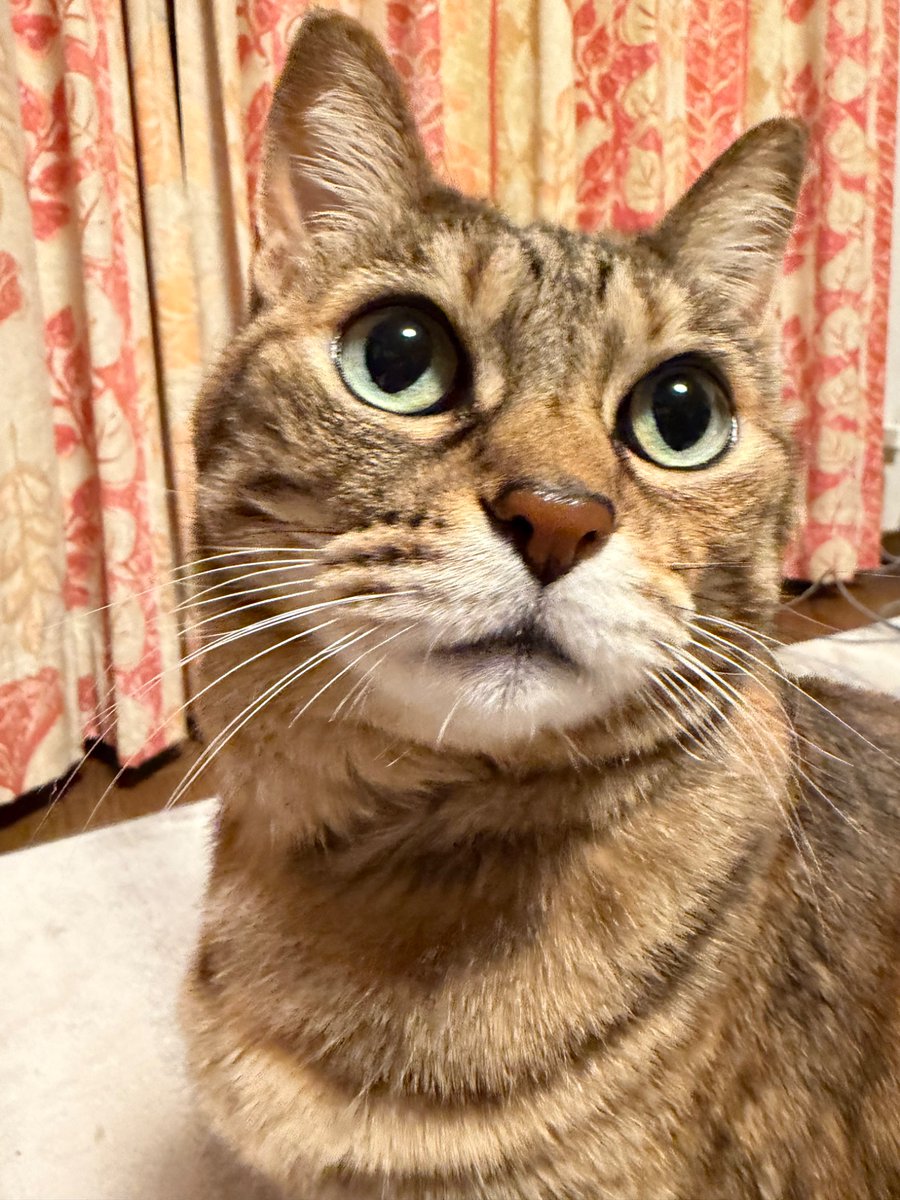 おはクー…夜は まんまる目(◉△◉🐾