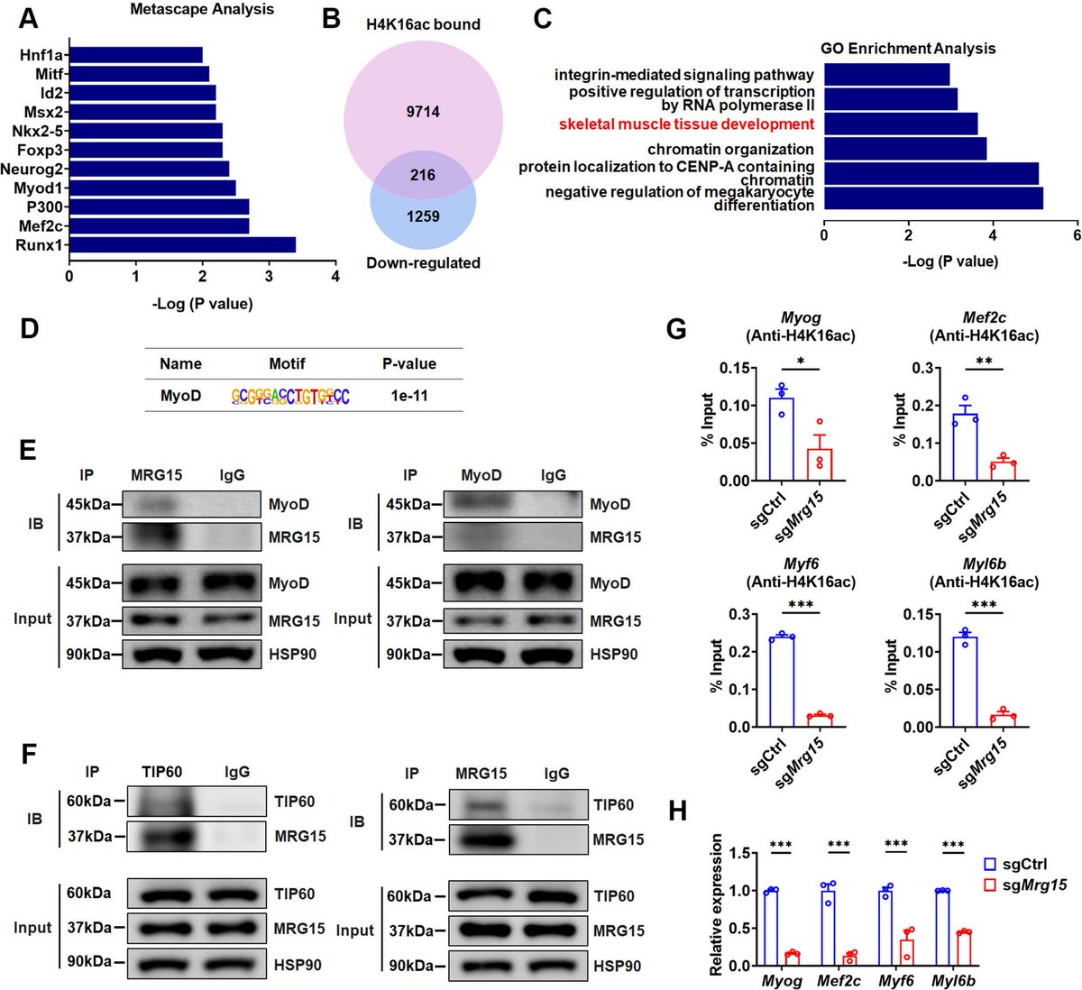 Cell Regen Research | Even spaceflight-like aging reveals MRG15 as a key player🧩 in muscle stem cell regeneration! Its decline in aged/injured MuSCs impairs regeneration via MyoD disruption &amp; histone changes. #MuscleRegeneration #StemCells
🔗Full article: doi.org/10.1186/s13619…