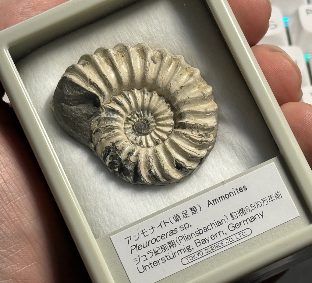 ちなみに買ったアンモナイトはこちら。3300円（税込）。