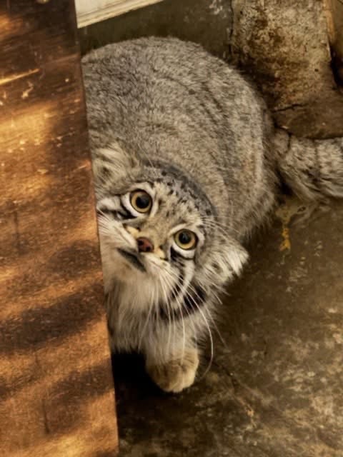 埼玉県こども動物自然公園【公式】🐨 tweet media
