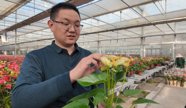 As the Chinese New Year season begins, Taizhou’s flower markets are already in full festive mode. 🌸
From bustling retail stalls to busy greenhouses, auspicious New Year flowers are selling fast, bringing “New Year red” into homes and fueling holiday consumption.