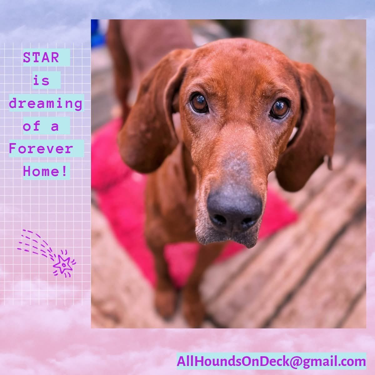 _AHOD_'s tweet image. Some dogs are fireworks,—Star is a warm campfire glow. This 4-yr-old hound is calm, gentle, playful &amp;amp; eager to please. She sings the classic hound song with pride! Currently in heartworm treatment, ready for adoption early spring.
#HoundDog #AdoptDontShop #RescueDog #dogsofX