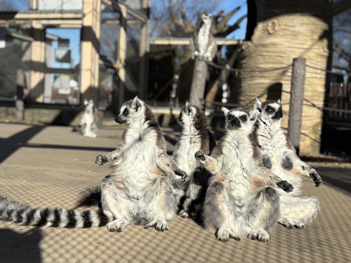 東武動物公園【公式】リュウくん (@tobuzoo7) / Posts / X