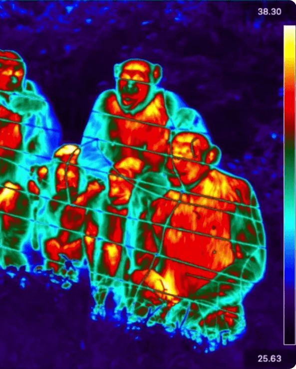 GroupGets tweet media