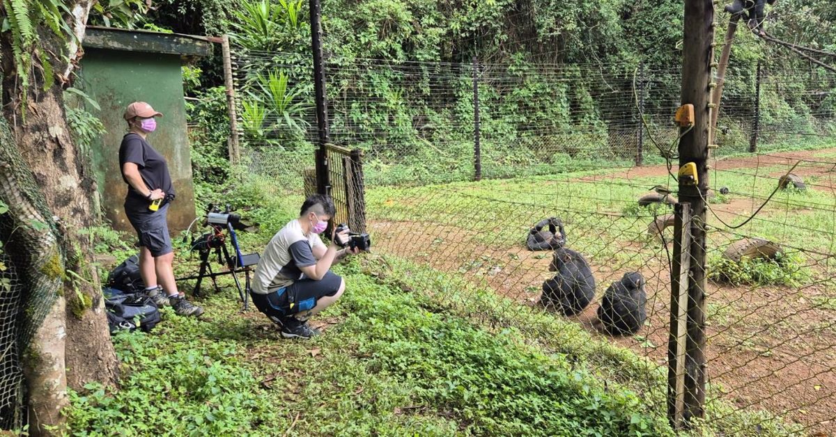 GroupGets tweet media