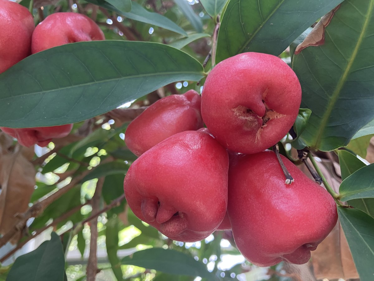 レンブ(ワックスアップル) レンブ（ワックスアップル）🍎 英名ではWax Appleとも呼ばれ