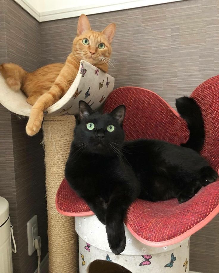 CUPC4ITLYN_'s tweet photo. 🌱🐈‍⬛! https://t.co/5bD3l8EX2f