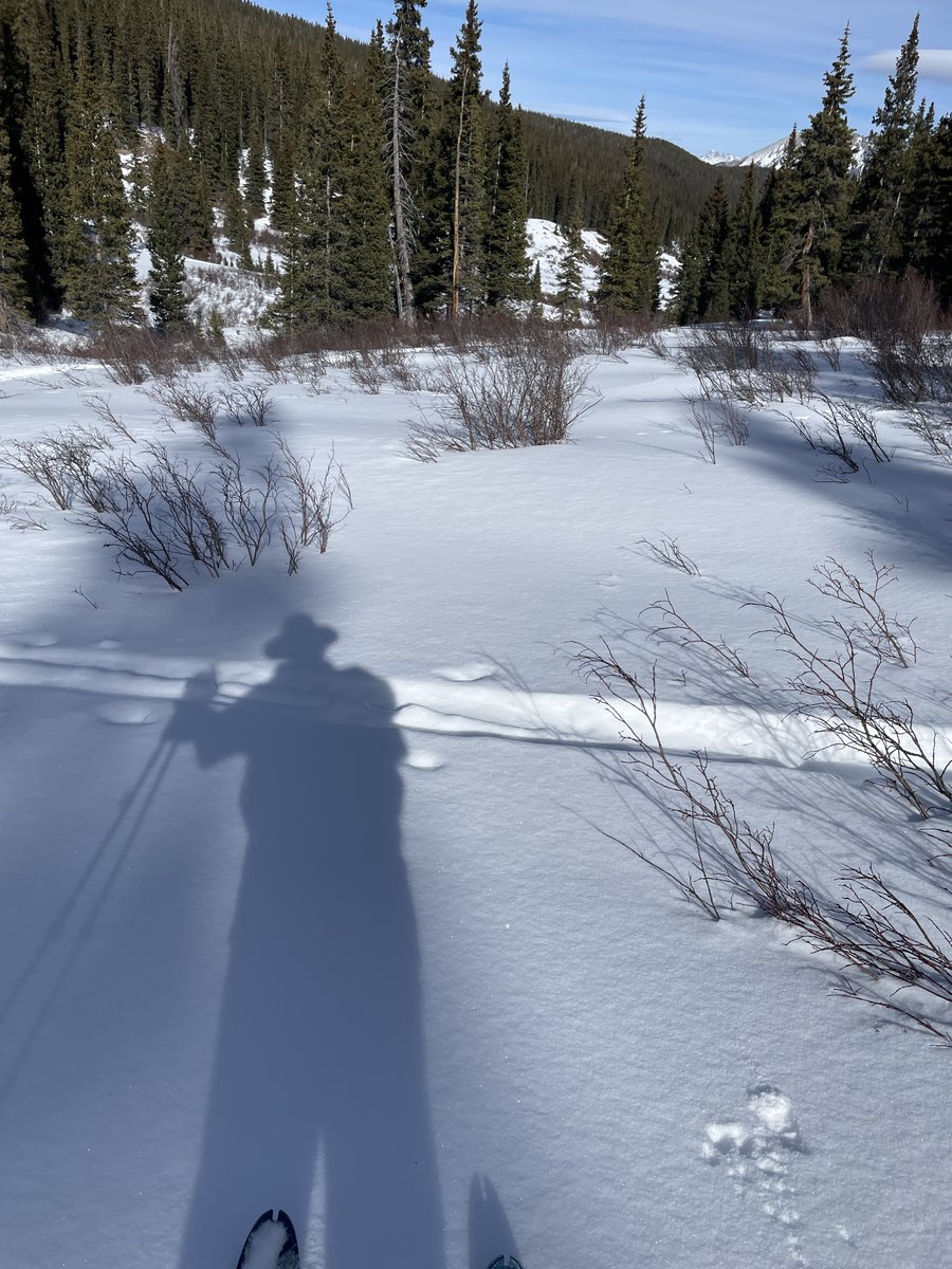 Snow is barely covering the earth in America this winter. I'm worrying about forest fire season next summer with such dry ground. These bushes should be entirely covered with snow by January.

 (3,500 m in the Rocky Mountains)
