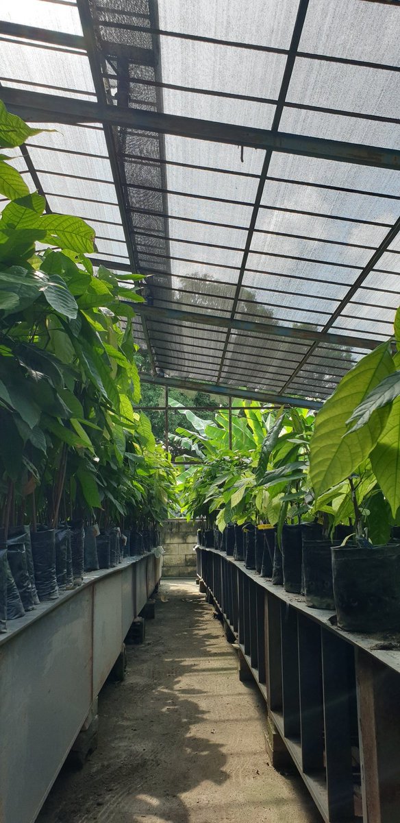 Catica Craft Chocolate tweet media