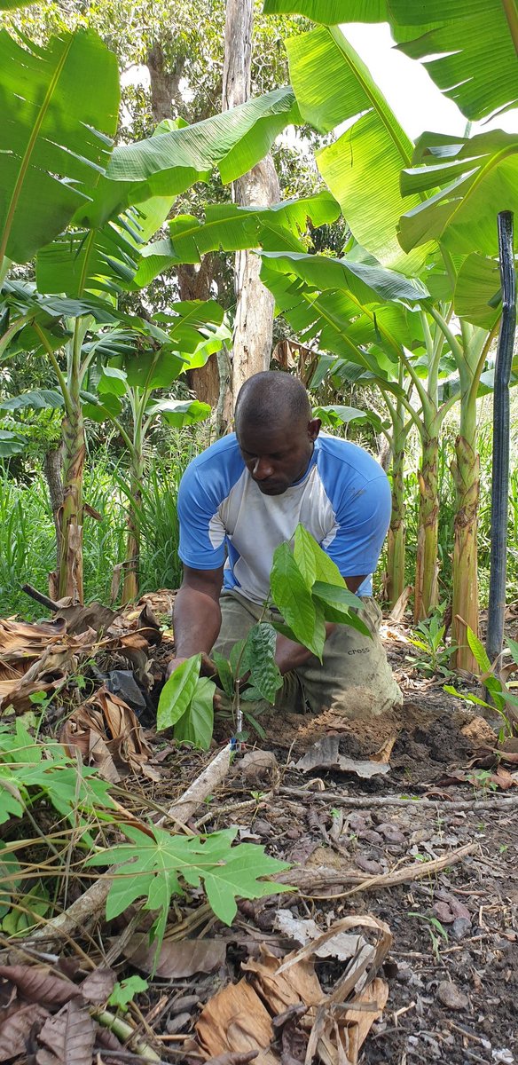 Catica Craft Chocolate tweet media