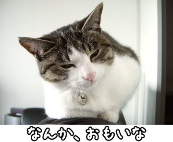 にゃん連絡 にゃんにゃんにゃん！ supported by ねこほす -NIGHT- | TicketDive