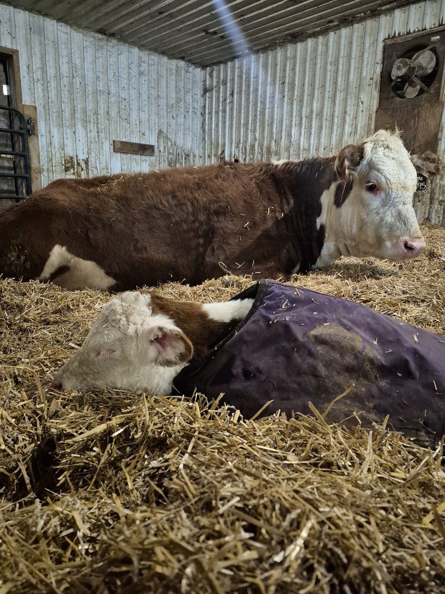 BirnamPork's tweet photo. Our daughter's 4h heifer from last year calved all on her own morning! First calf ever for her that's her own. Plus it's a heifer! She is soooo happy. Ofcourse it had to be ridiculously cold. #ontbeef #4h https://t.co/5UTs8Zh6Re