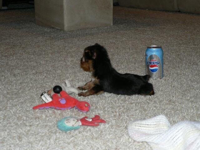 Got touy,,, pepsi,,  this is the life,,