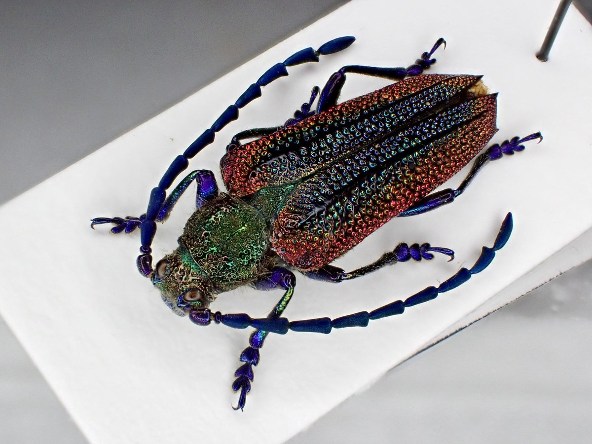 花と角」 (@dkyygbs) / Posts / X