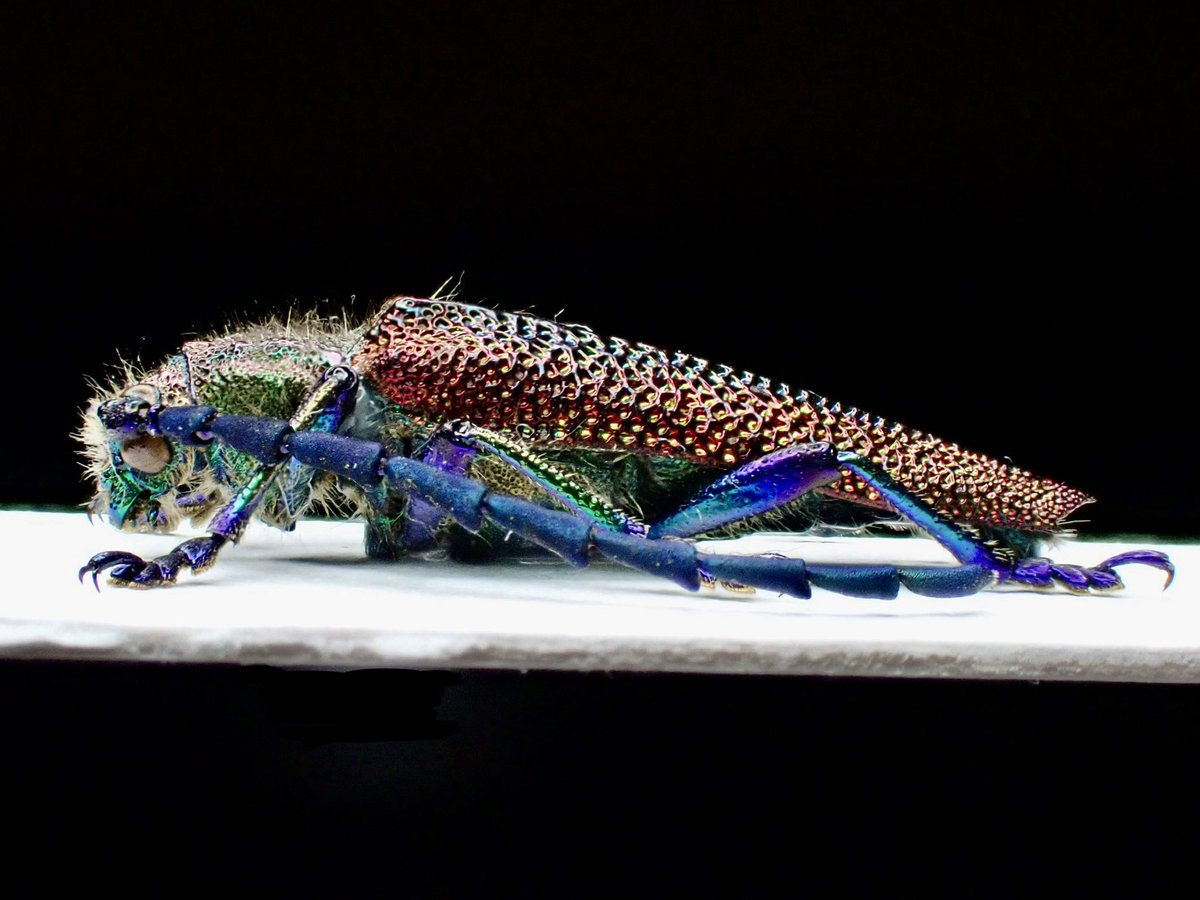 アキ 貴重 ウミアメンボ 標本 2匹 花と角」 (@dkyygbs) / Posts / X