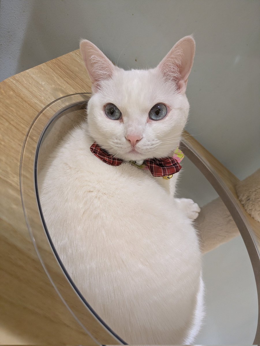 Kazuyuki🐾📸 (@regz00413) / Posts / X