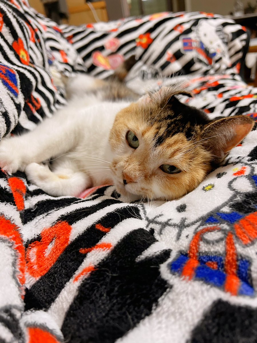 【すずか@万年おまとめ割 】イチゴ飴ネコちゃん#55&黒青ネコちゃん#41 Post by あめちゃん🐱 on X: 🐱