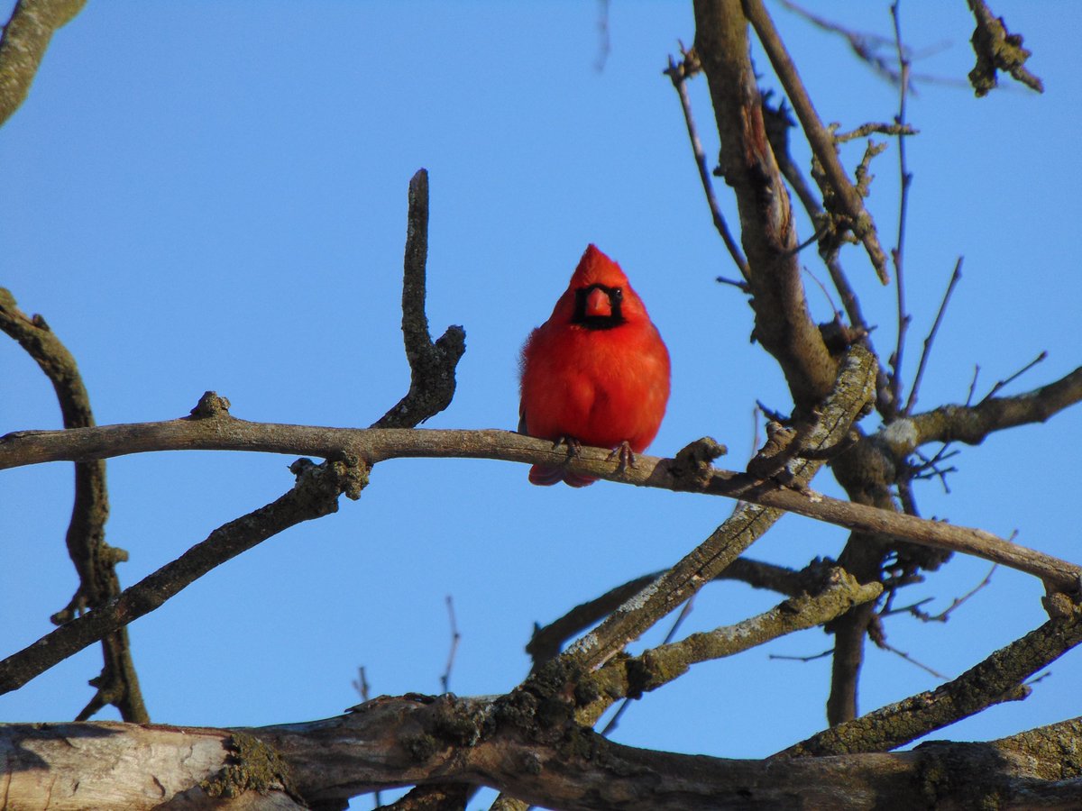 Catbird 🐈🐦‍⬛ tweet media