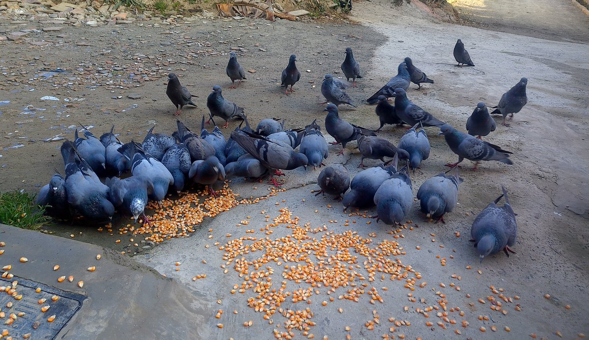 anuradhadogs's tweet photo. Nothing melts the heart like a parent bird tirelessly feeding its hungry little ones 🐦❤️

Nature's purest love in action. https://t.co/LWkv7gqSKH