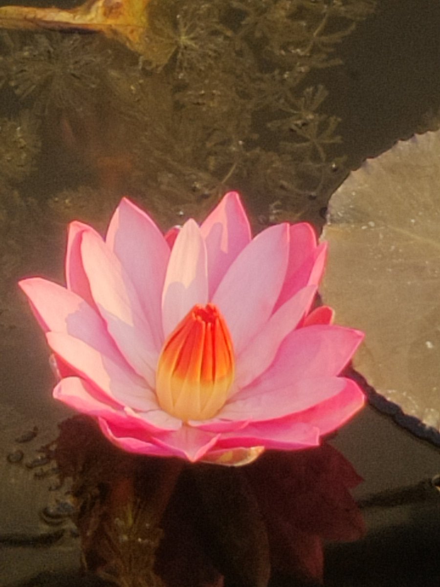 Good morning friends 🌹🙏 
Flowers #gardening #nature