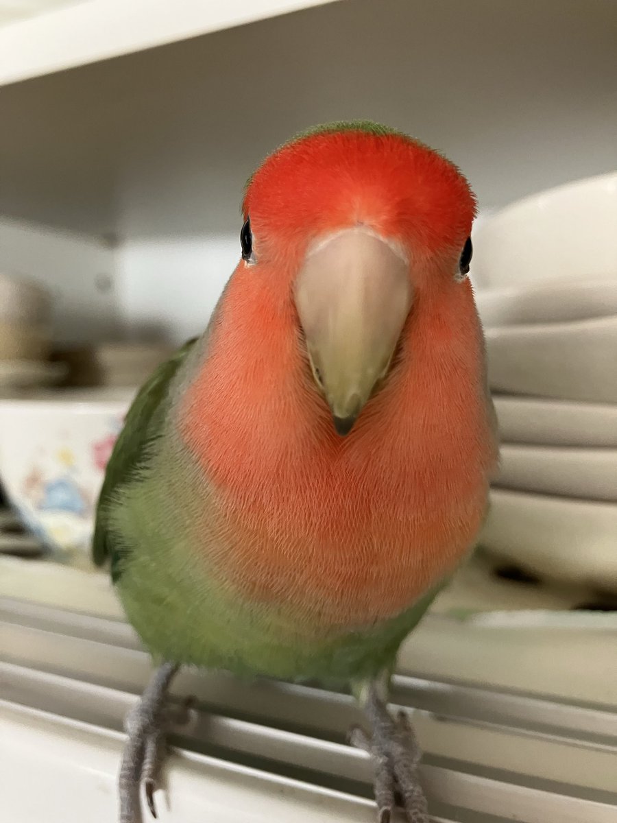 #鳥はあなたを見ています