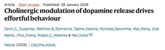 DrDominicNg's tweet image. New research: your brain releases more dopamine when rewards take more effort (via acetylcholine priming).

This may explain:
- The appeal of hard workouts
- Why AI shortcuts can feel unsatisfying
- Why a hike feels better than driving to the same view