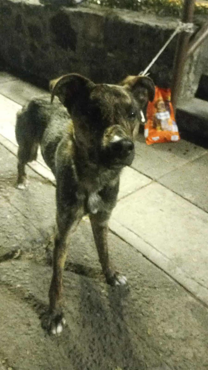 Tlalpan Vecinos tweet media