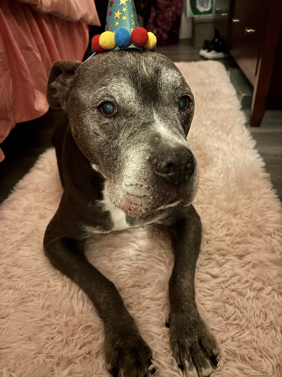 LiamFromLowell's tweet photo. I’m 13 today!! it was a rough year and I had a lot of visits to the vet. But this weekend I will party like a teenager, because I am in the teenager club now 🐾 🎂 https://t.co/YkvaQImpfs