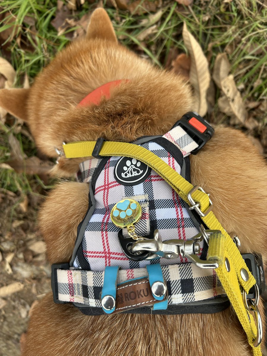 そういえばペットお守りというのを買ってハーネスに装着してたんですけど

柴ドリルの衝撃に耐えられず、つけ始めて一週間で千切れて飛んでいきました😂しかも2匹同時に。

パパが夜道を歩いて見つけてくれたので家で大事に保管しています(お守りの意味あるかな)