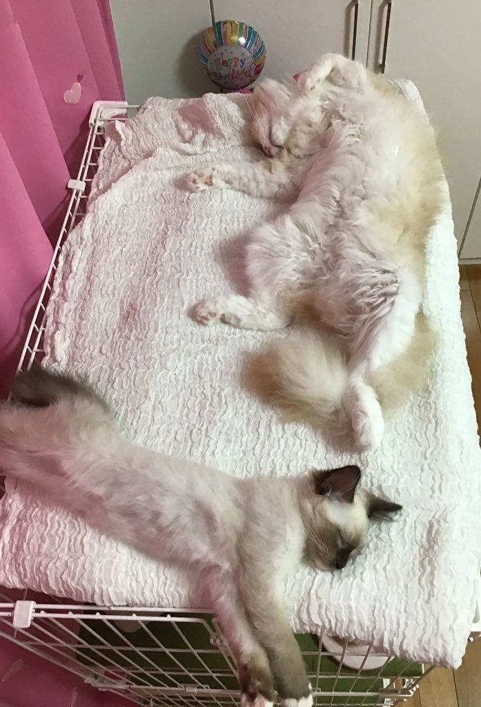 成猫と子猫のぽんぽん