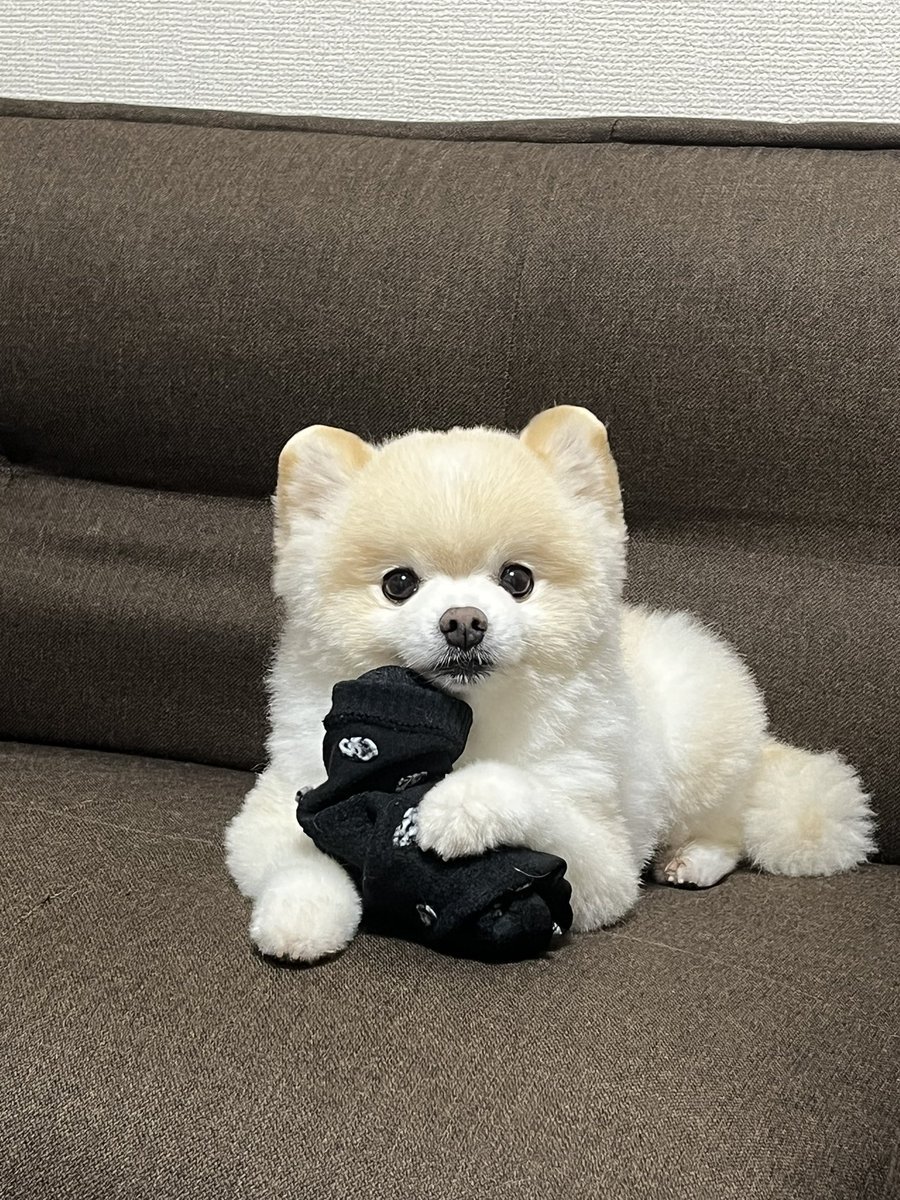 ぽんすけ大先生 (@yuyuyuyumee) / Posts / X