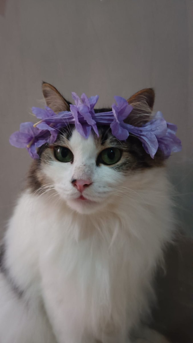 diaryofmolly's tweet photo. Hi sayangku, apa kabar? I miss u so much 😔

Maaf ya masih suka nangisin kamu, masih sangat sulit dipercaya 💔 https://t.co/9L9MAdTGxp