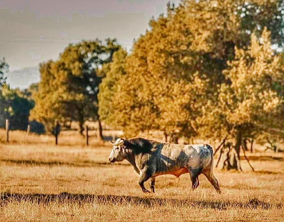 alejandra carvajal glez tweet media