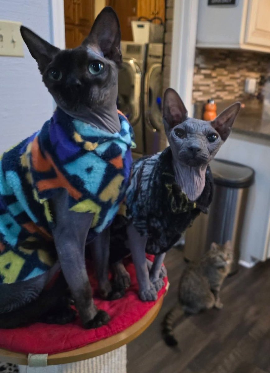 The Gogh Cat Gang RIP Vinny 🌈 tweet media