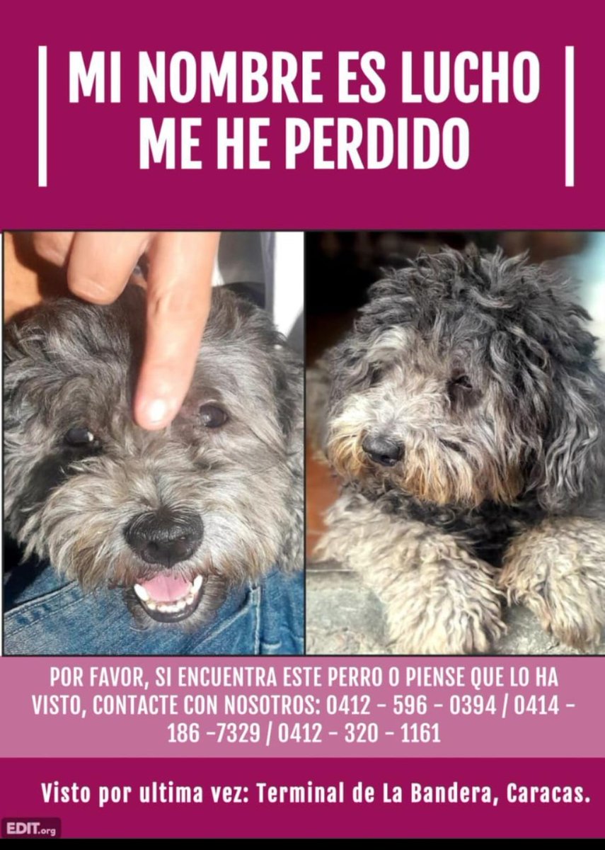 #Caracas
#TerminalLaBandera

🚨🚨🚨Se busca🚨🚨🚨
Favor difundir🙏🏼🙏🏼🙏🏼
Gracias🐕🇻🇪🤗