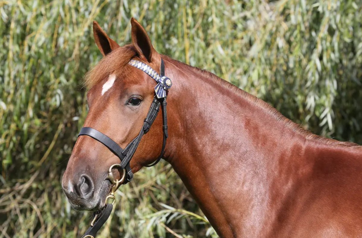 NZB Standardbred tweet media