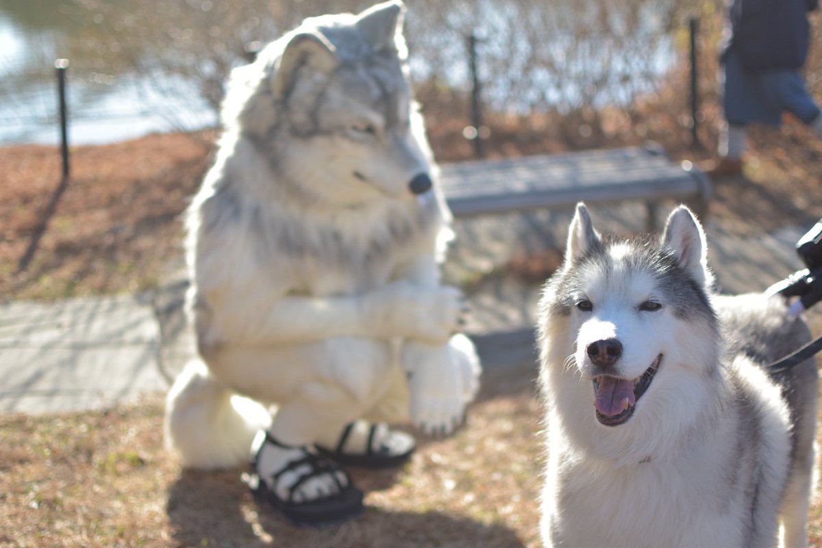 #FursuitsFriday 
#あいち健康な犬 （2025,01）